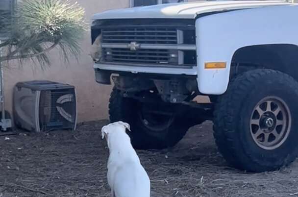 Perro mirando camión del que sale un gato