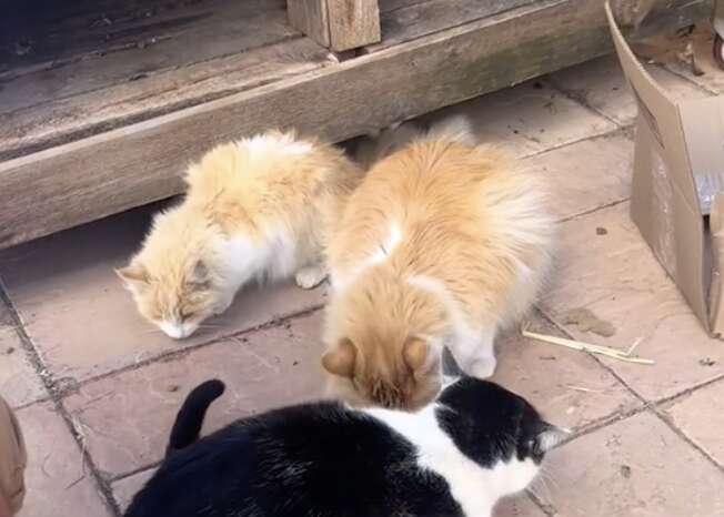 Gatos naranjas comiendo del suelo.