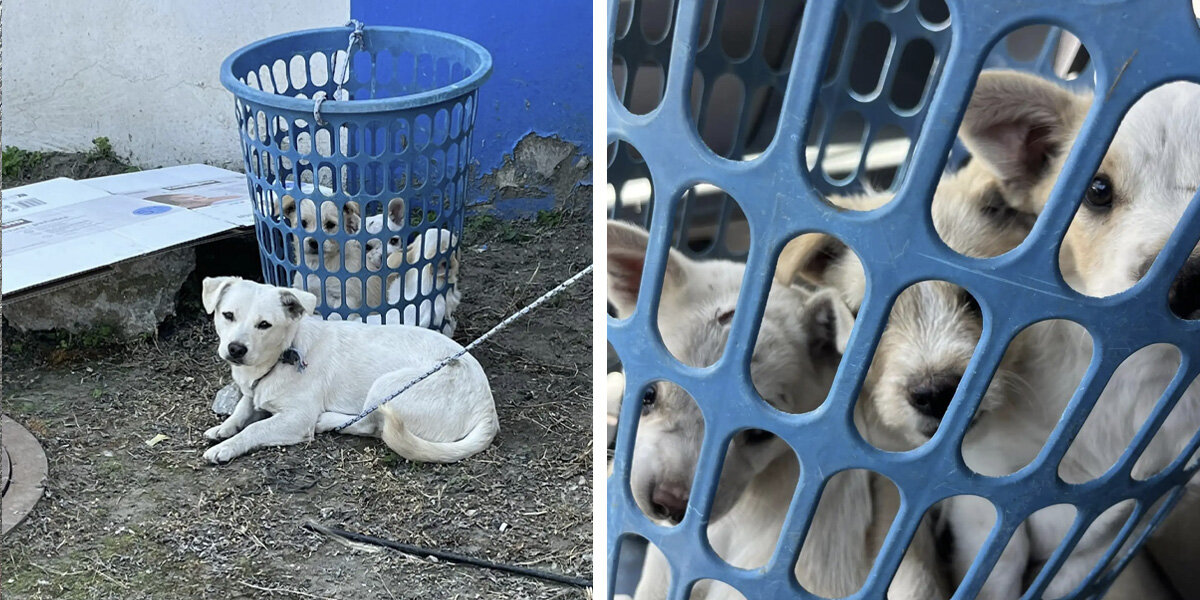 Rescuers Spot Dog Tied To Laundry Basket — Then Notice Tiny Eyes ...