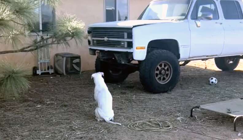 Perro mirando al gato que sale del camión