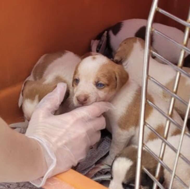 cachorros en perrera