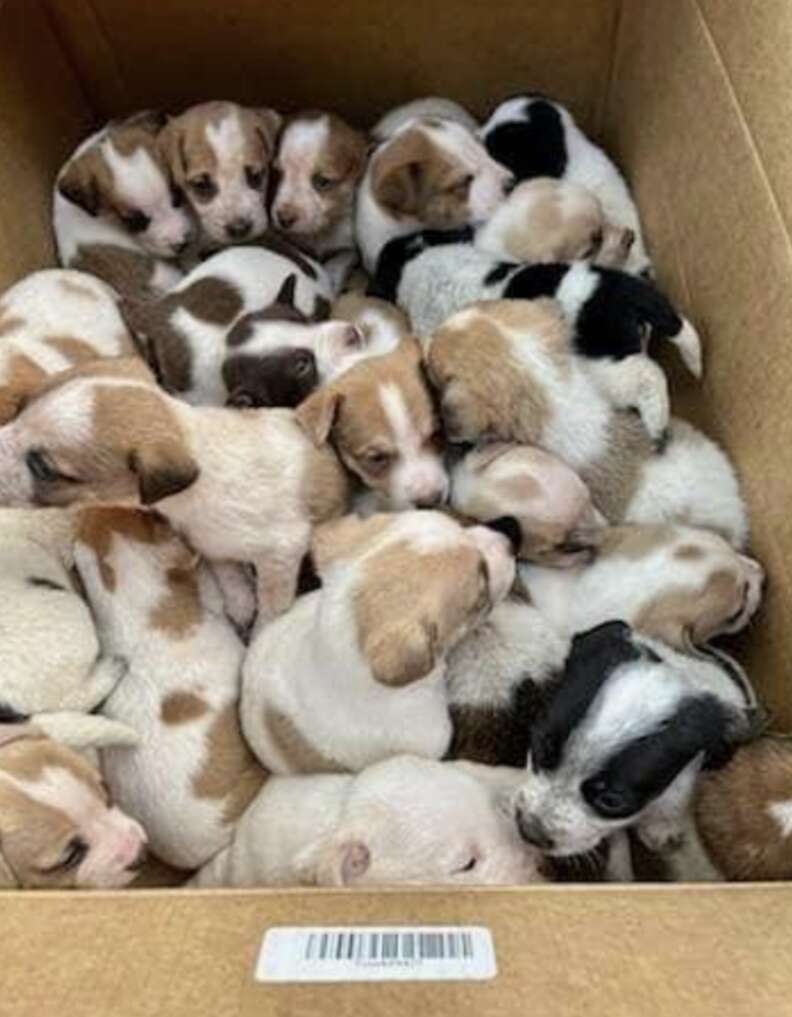 cachorros en caja