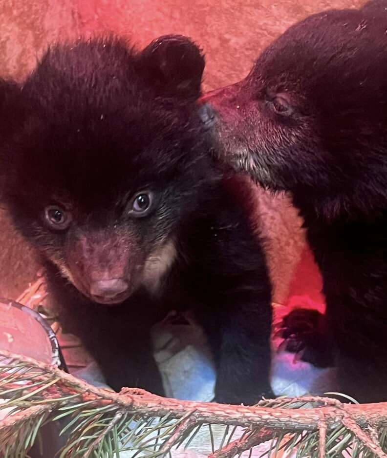 Two baby bears with red background