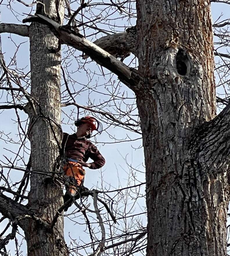 Person climbing tree next to other tree with a hole in it