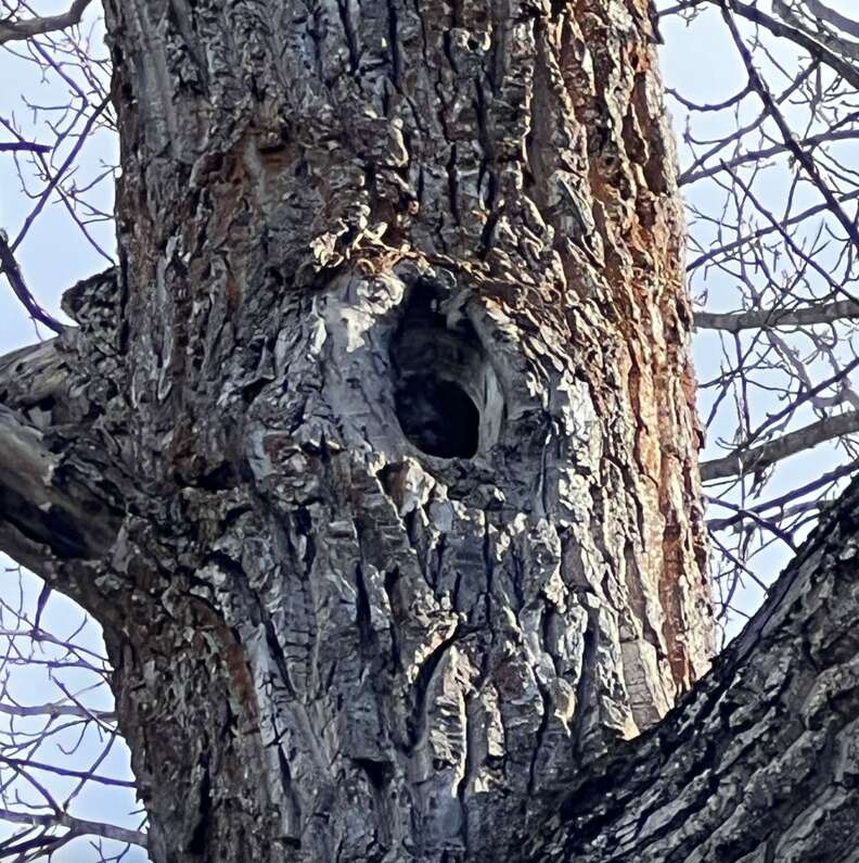 Two eyes peeking out from a hole in a tree