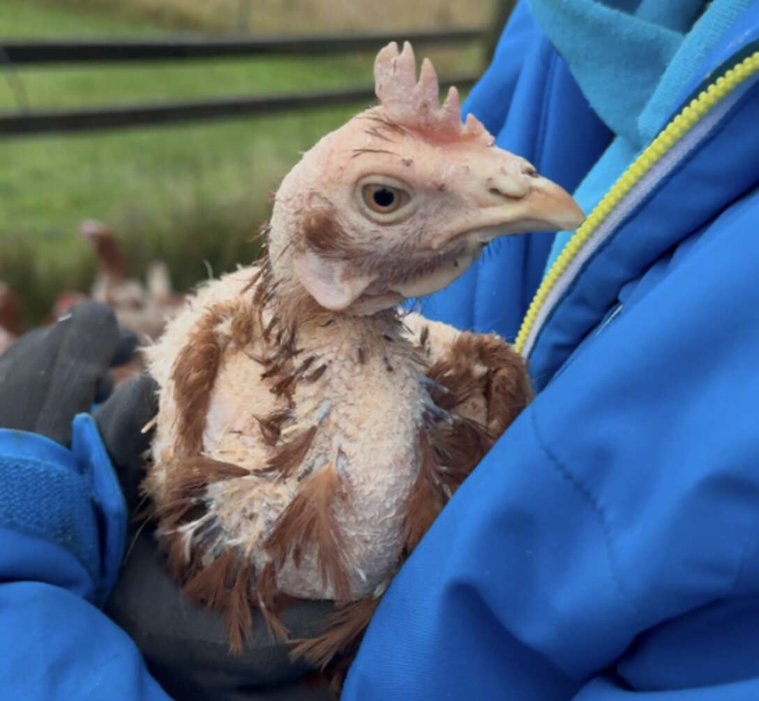 Featherless Rescued Chicken Has The Most Dramatic Transformation - The Dodo