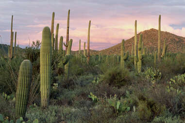 the landscape in Saguaro National Park, Arizona, at sunset