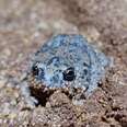 Tiny Toadlet's Unique Call Recorded By Biologists For The First Time Ever