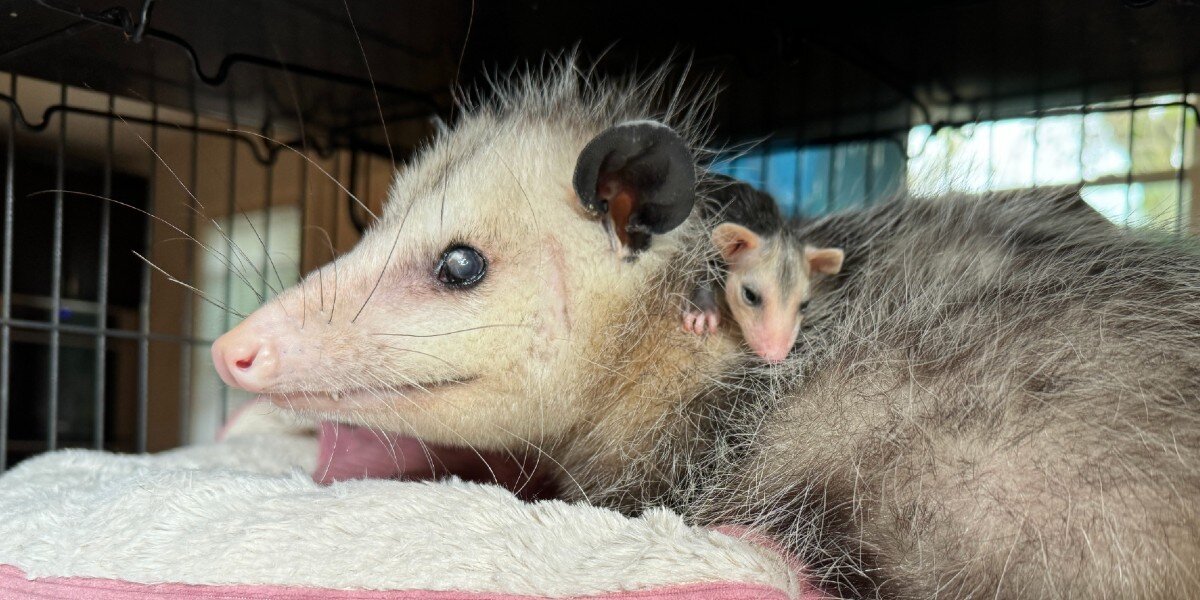 Blind Opossum Keeps Changing The World For Baby Orphans She'll Never Be Able To See