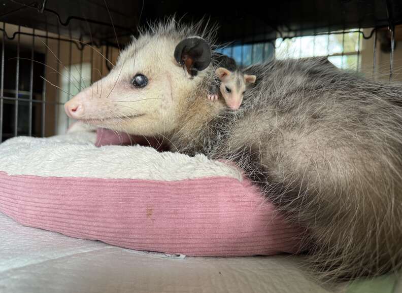 Baby opossum on top of mama opossum