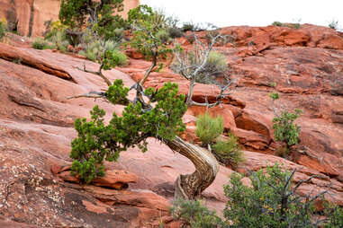 a juniper tree twisting backwards at in Sedona, Arizona