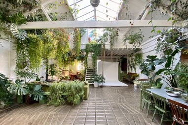Plant-Filled Daylight Studio with Cove