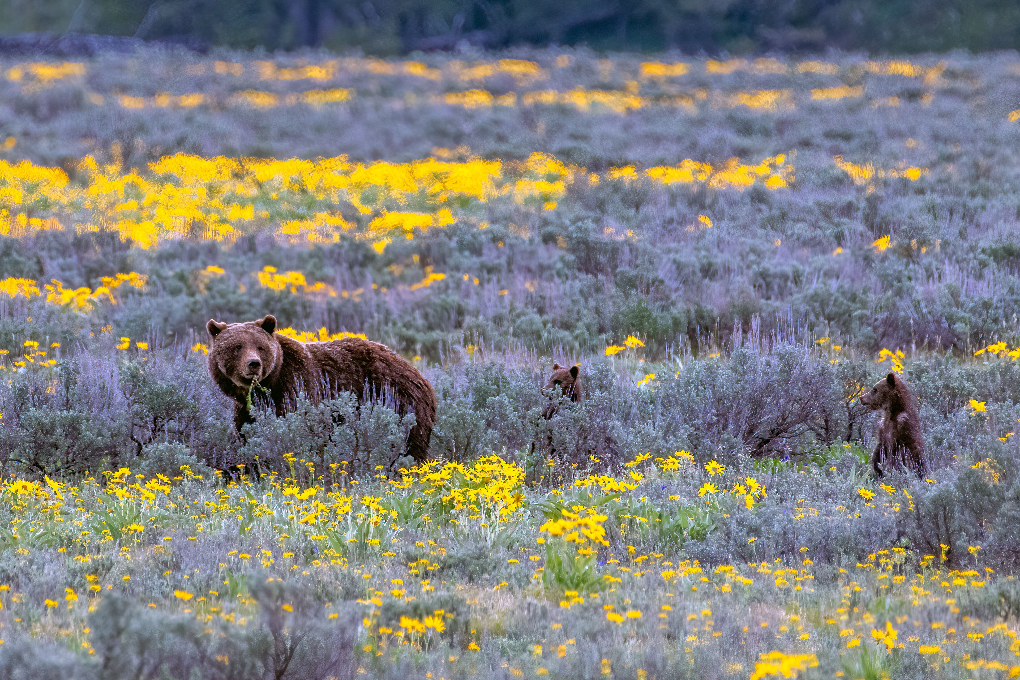 The National Parks Are Begging You to Keep Your Distance from Wildlife
