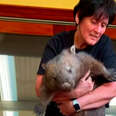 Angry Rescued Wombat Finally Lets Her Foster Mom Hold Her