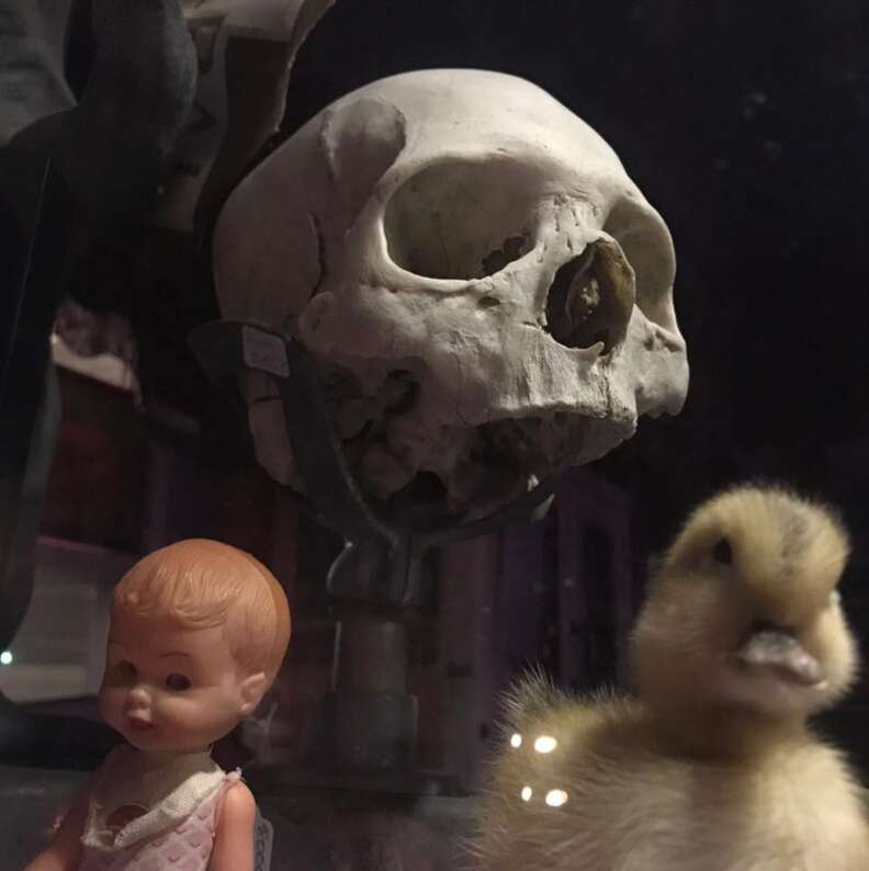 a skull, a doll, and a chick at Oddporium
