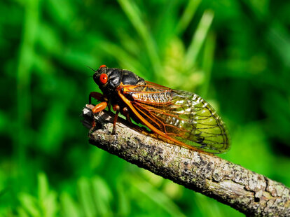 A historic double brood of cicadas will emerge this summer