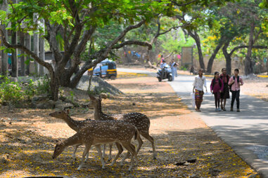 Spotted deer, also known as Chital deer, roam openly as they cross the road inside Sanjay Gandhi National Park