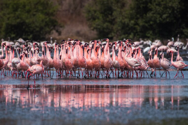 Flock of flamingoes inside a pond at DPS Lake, on May 14, 2022 in Navi Mumbai, India