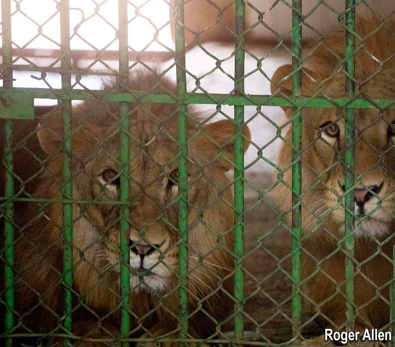 lions kept as pets