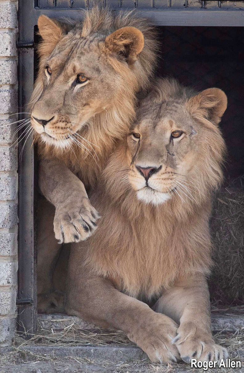 lions rescued