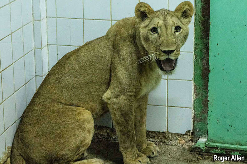 lions kept as pets