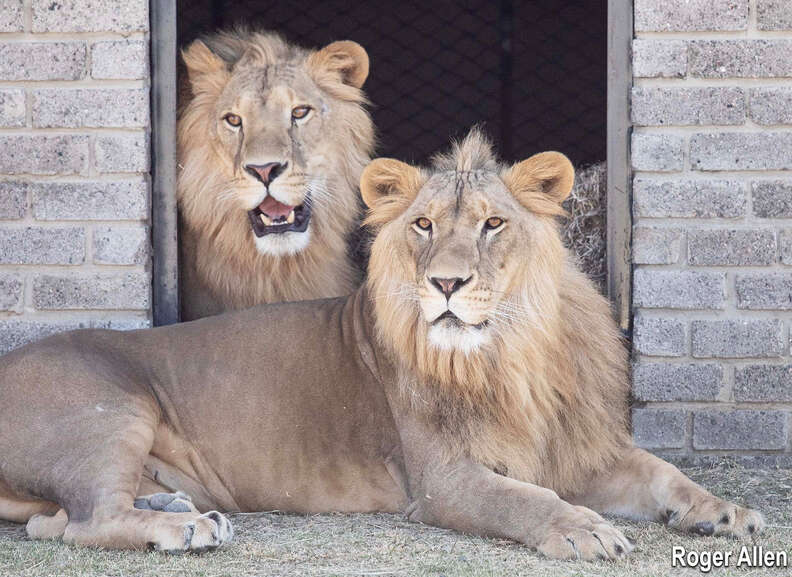 lions rescued