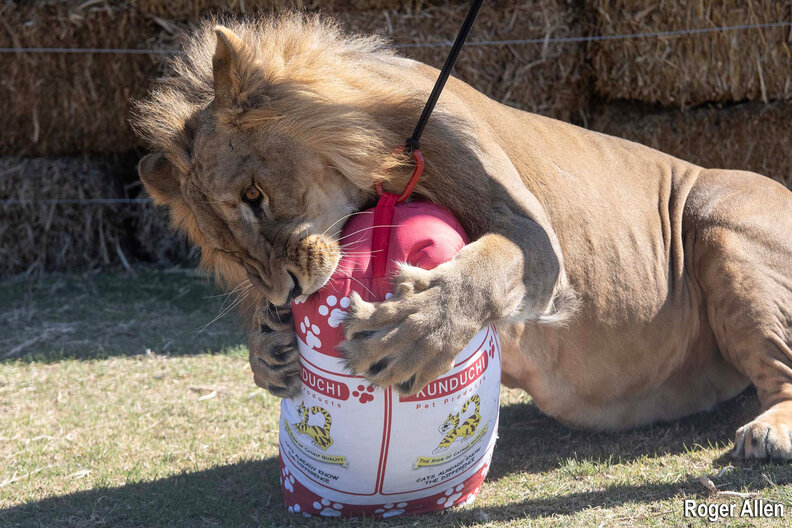 lions rescued