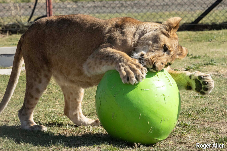 lions playing