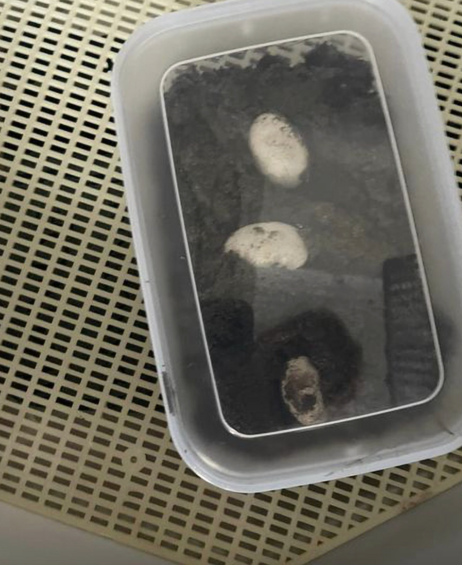 Homeowner Stumbles Upon RealLife Dragon Eggs — Then They Start To