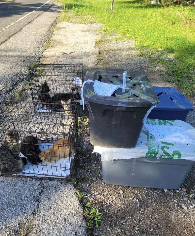 Rescuers Are Stunned To Find 28 Fluffy Babies Abandoned In Crates On ...