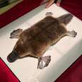 Little Platypus Gets An Adorable Checkup After Being Found Far From Home 