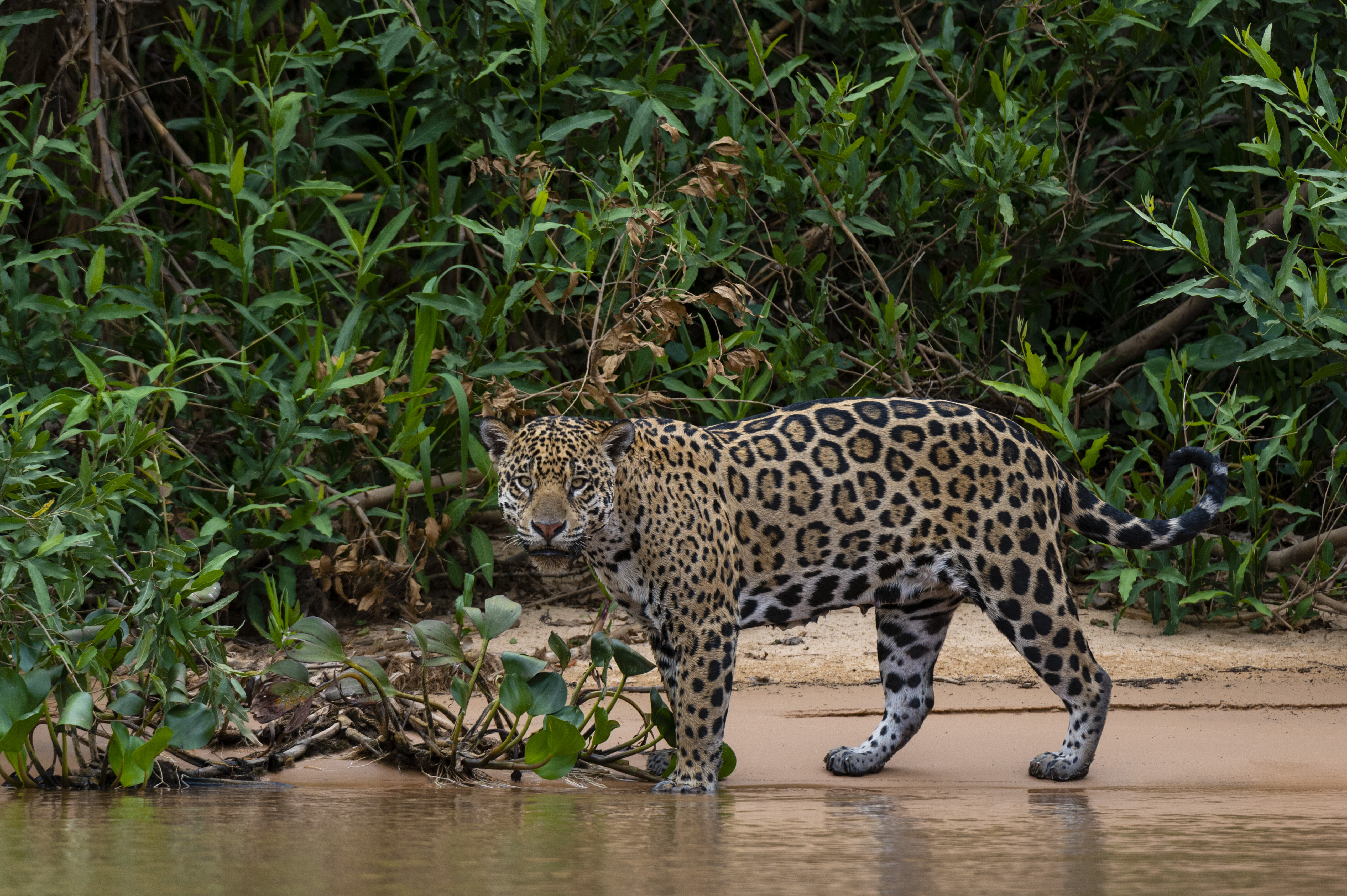 jaguar in the Pantanal, Brazil