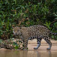 jaguar in the Pantanal, Brazil