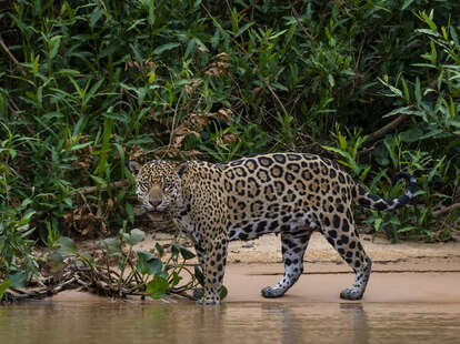 jaguar in the Pantanal, Brazil