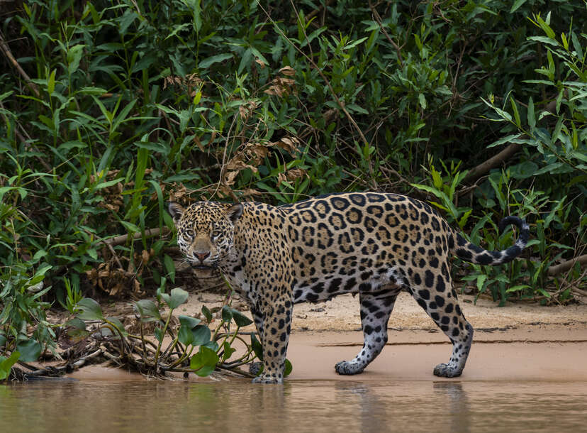 jaguar in the Pantanal, Brazil