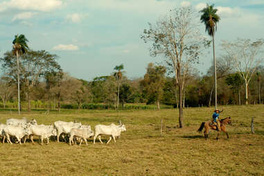 Cattle rancher in Pantanal, Brazil