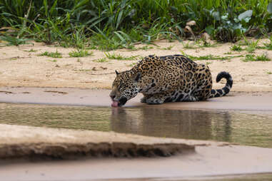 jaguar in the Pantanal, Brazil