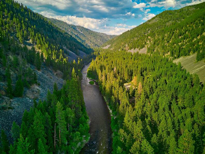 pine trees around a creek in Montana