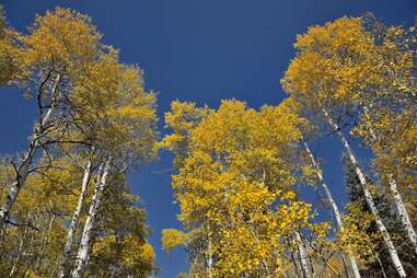 looking skyward at aspen trees in Utah