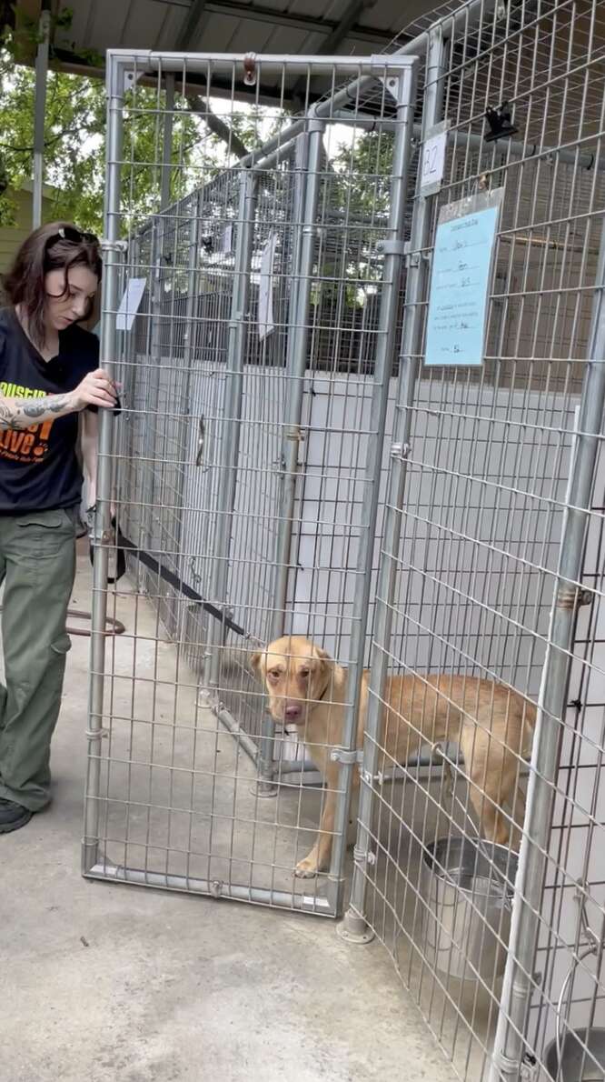 rescued shar pei