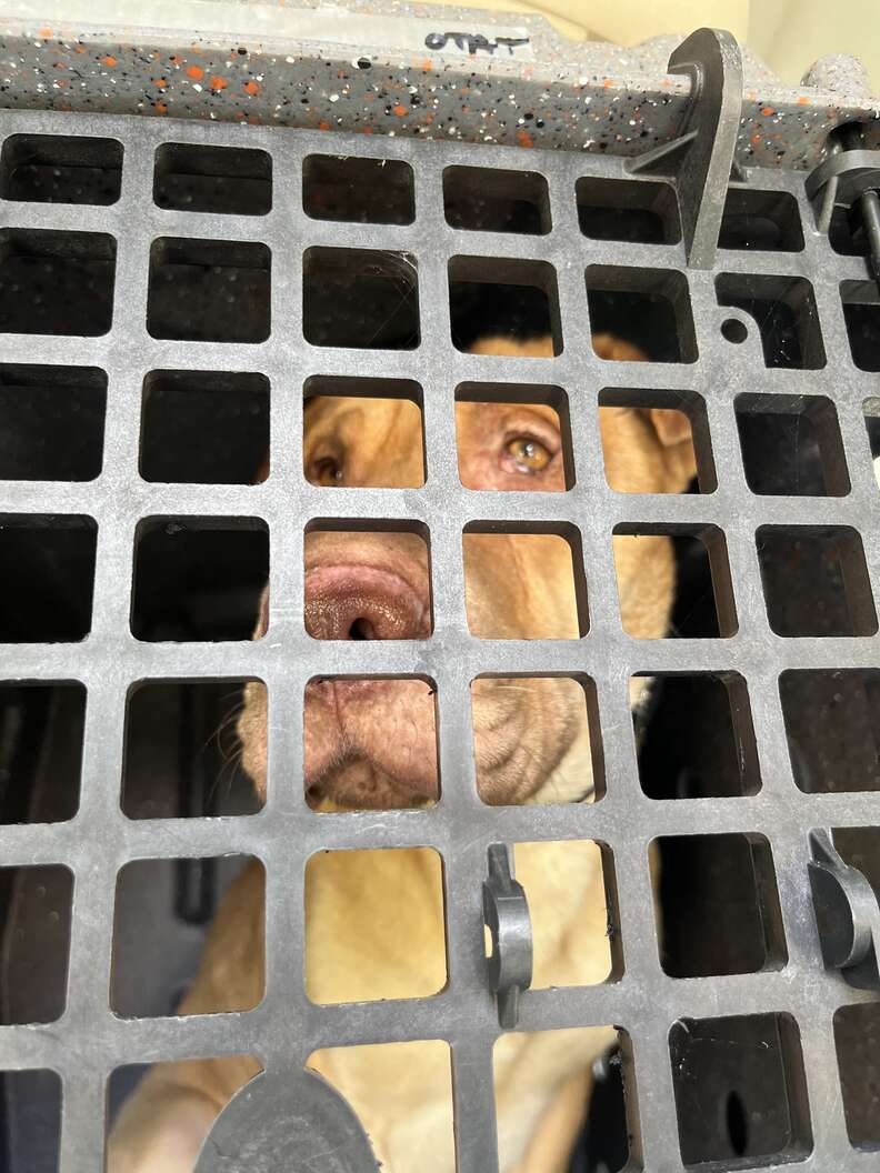 rescued shar pei