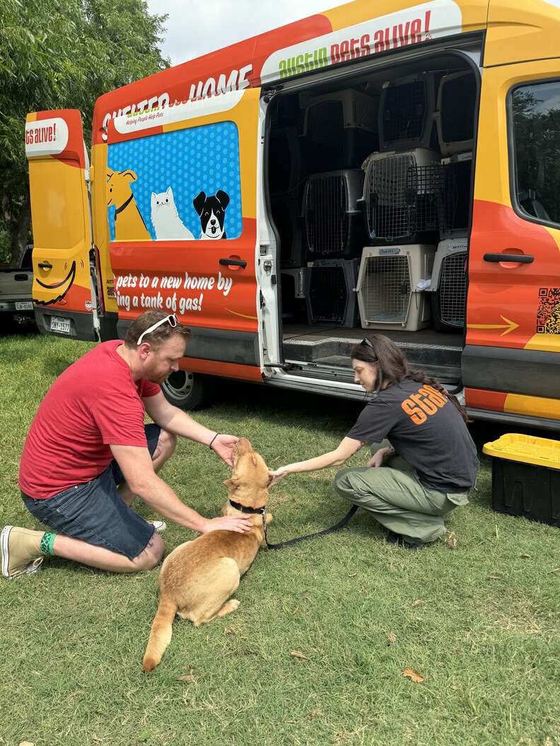 rescued shar pei