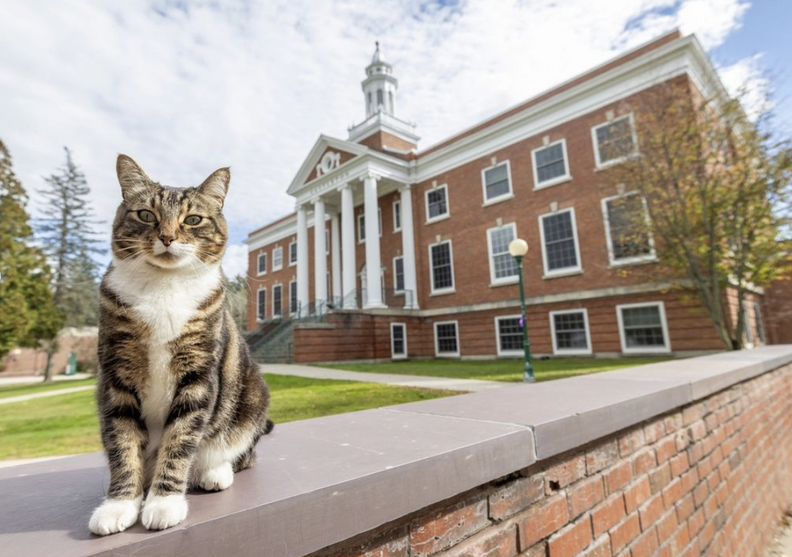 University Honors Scholarly Cat With The Most Prestigious Title The Dodo