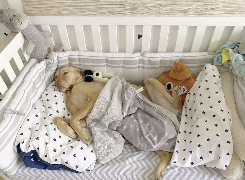 dog in a crib