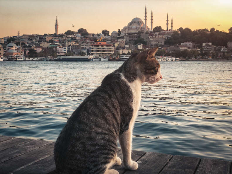 tourist guide in turkey istanbul