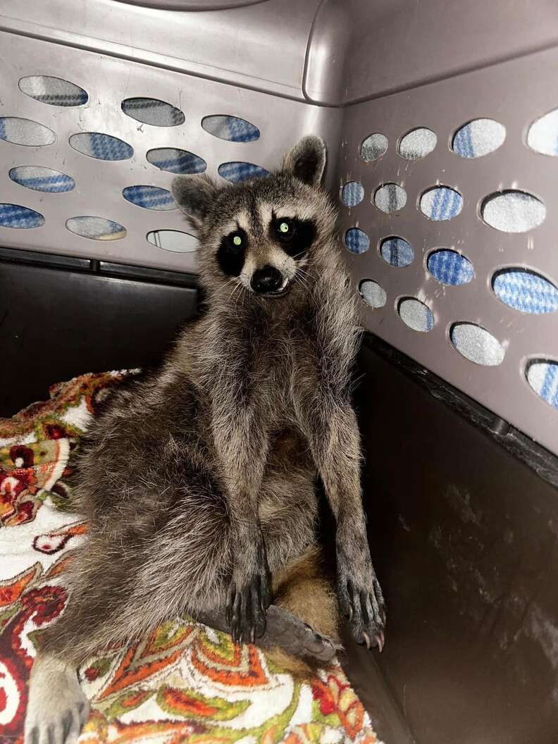 Driver Is Shocked To Discover Little Legs Sticking Out Of Her Car's ...