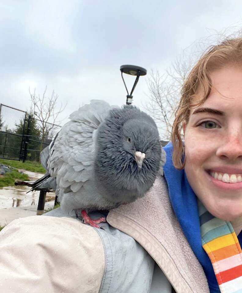 Everything Changes For Lonely Pigeon After Landing On Woman's Head ...