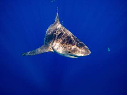 A bull shark swims off the coast of Jupiter, Florida on February 12, 2022.
