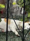 Woman Finds 'Overweight' Dog Sleeping Under Bushes And Realizes Something's Wrong