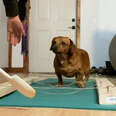 Foster Mom Teaches Dachshund How To Walk Again